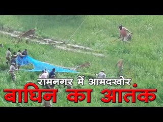 उत्तराखंड के रामनगर में आमदखोर बाघिन का आतंक