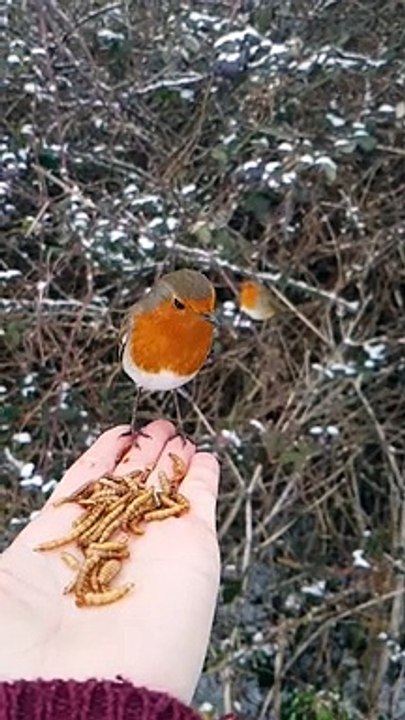 Ces oiseaux mangent dans la main d'un homme !