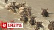 OFF THE BEAT: The ‘Great Migration’ between Tanzania and Kenya