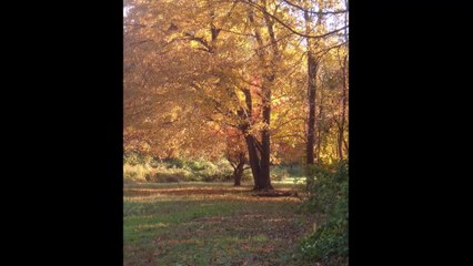 John Padovano - Coffeehouse 2018 november 2 - missing days