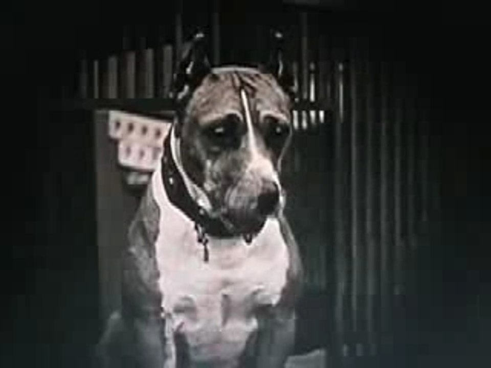 Luke The Dog ( part one )