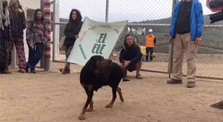 Kaz Dağları "Eylemini" kaybetti