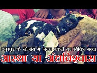महाशिवरात्रि के पहले छतरपु‍र जिले के नोगांव में जन्मा बकरी का विचित्र बच्चा