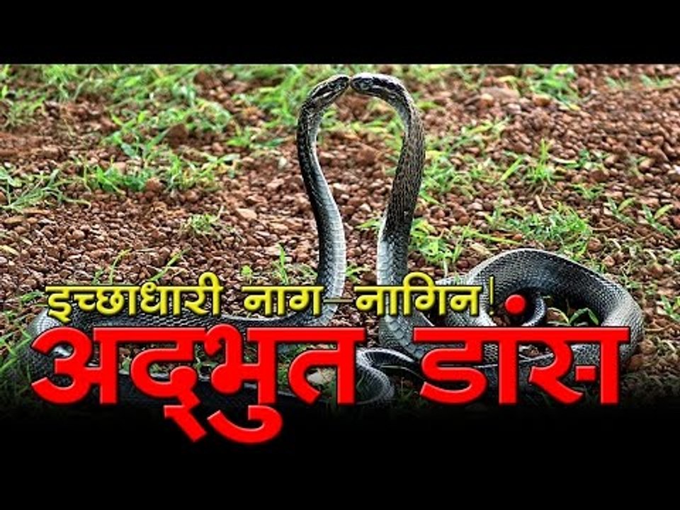 अद्‍भुत डांस : इच्छाधारी नाग-नागिन! ‍