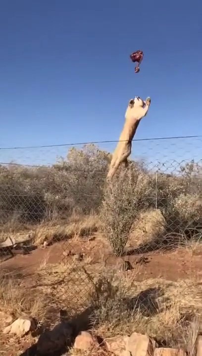 Regardez la détente de ce lynx qui attrape un morceau de viande au vol... Magnifique