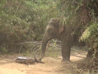 Un éléphant très en colère contre un scooter sème la panique sur un chemin