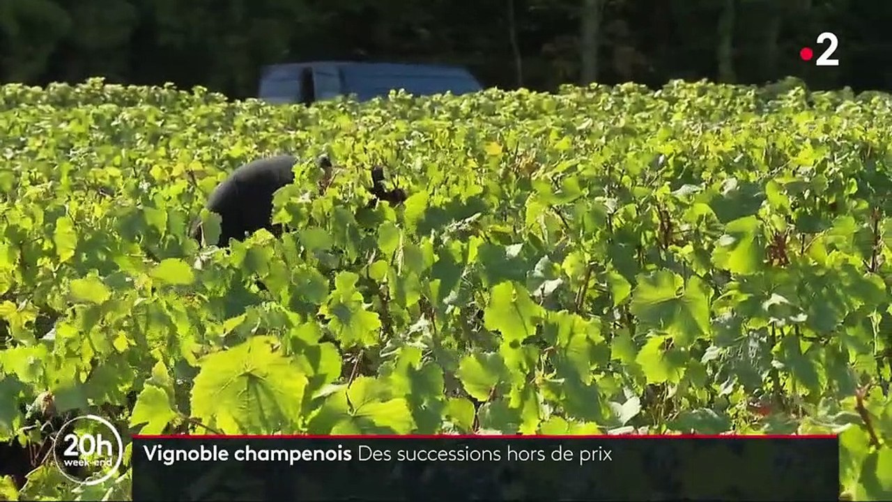 Champagne : des successions hors de prix contraignent les vignerons à vendre leurs terres