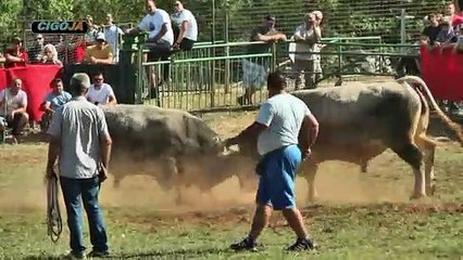 PAUN ZEKONJA RADOSIC 2019