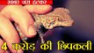 पकड़ी गई 4 करोड़ की छिपकली l Tokay Gecko lizards