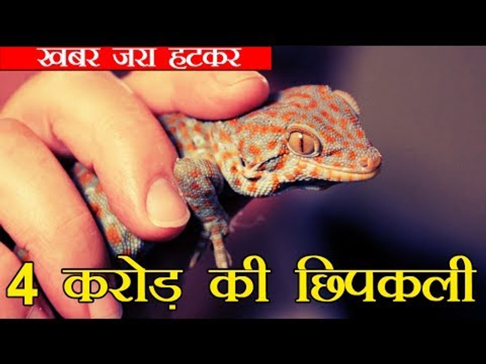 पकड़ी गई 4 करोड़ की छिपकली l Tokay Gecko lizards