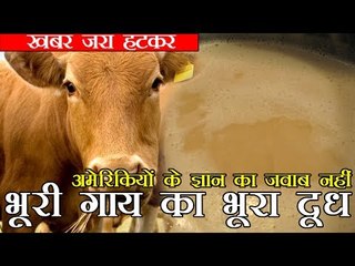 अमेरिकियों का ज्ञान ?'भूरी गाय देती है भूरा दूध'