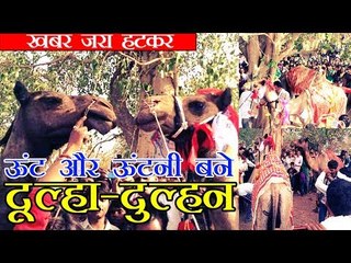 ऊंट और ऊंटनी बने दूल्हा-दुल्हन