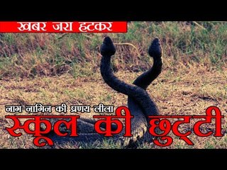 सांप के प्रेमी जोड़े ने कराई स्कूल की छुट्टी