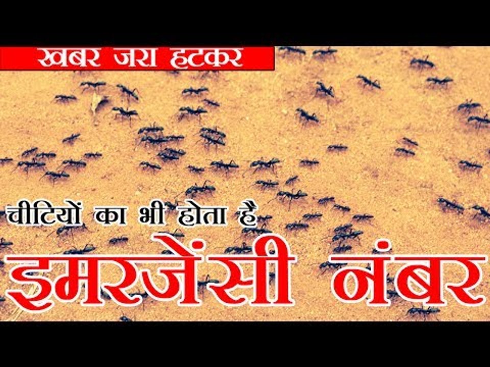 चीटियों का भी होता है अपना इमरजेंसी नंबर | Ants have their own version of dialling