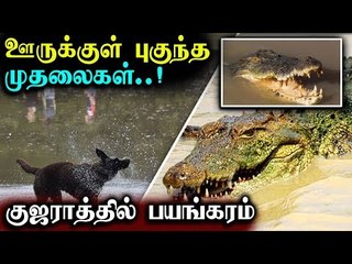 ஊருக்குள் புகுந்த முதலைகள் - குஜராத்தில் பயங்கரம்