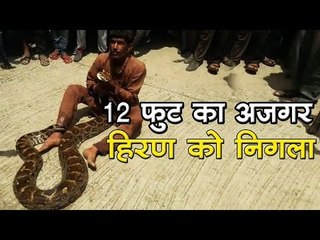 12 फुट का अजगर - हिरण को निगला