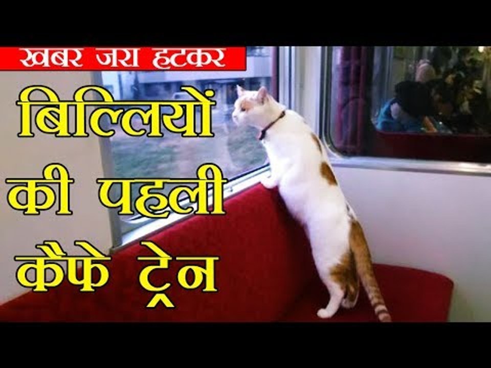 Japan's first cat cafe on a moving train | दुनिया में बिल्लियों की पहली कैफे ट्रेन