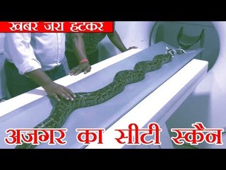 आठ फीट लंबे अजगर का सीटी स्कैन