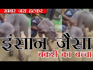 बकरी का बच्चा जिसके चेहरा है इंसानों जैसा