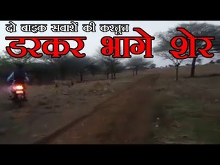 दो बाइक सवारों की करतूत, डरकर भागे शेर