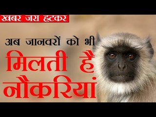 Employment for animals | अब जानवरों को भी मिलती है नौकरियां