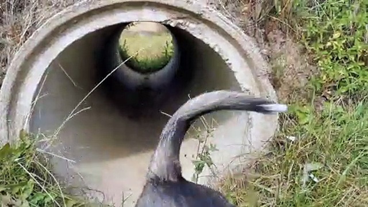 Pups in a Pipe