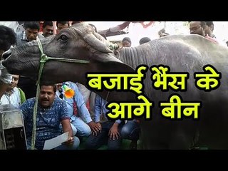 सरकार को जगाने के लिए बजाई भैंस के आगे बीन