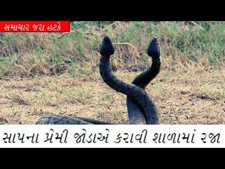 પ્રેમી યુગલ સાંપે શાળામાં કરાવી રજા !!