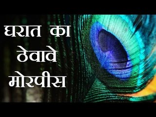 घरात मोरपीस ठेवल्याने येते बरकत