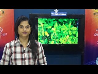 Astro Tips : तुळशीचे अचूक ज्योतिष उपाय