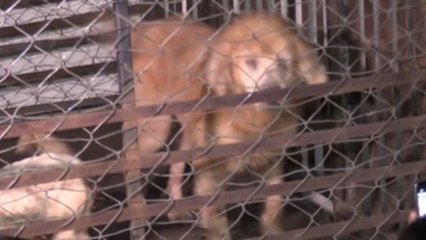 Mujer acusada de matar perros y vender su carne en México es llevada a las autoridades