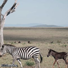 Una tierna cebra sorprende al mundo al nacer con puntos en vez de rayas