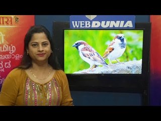 पक्ष्यांना दाणा- पाणी देत असाल तर ह्या चुका टाळा (Vastu Tips)