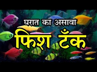 जाणून घ्या घरातील फिश टँकमध्ये किती मासे असावेत