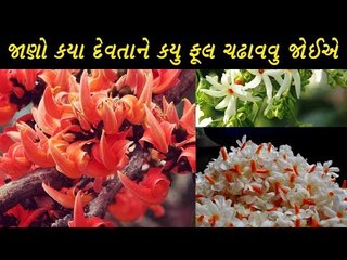 જાણો કયા દેવતાને કયુ ફુલ ચઢાવવાથી તે જલ્દી પ્રસન્ન થાય  છે