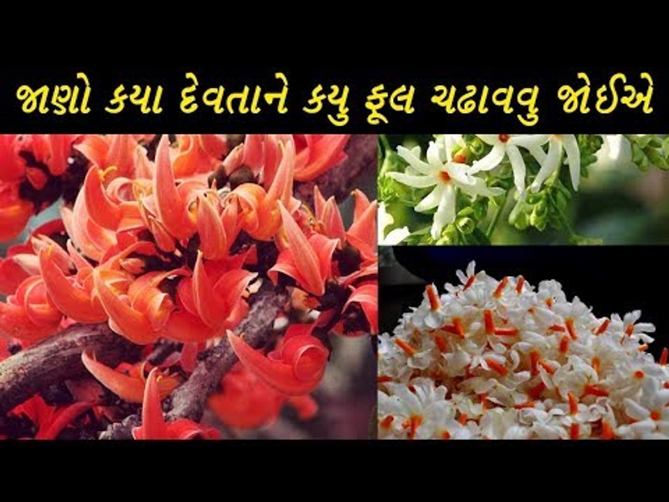 જાણો કયા દેવતાને કયુ ફુલ ચઢાવવાથી તે જલ્દી પ્રસન્ન થાય  છે