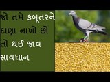 કબૂતરોને દાણા નાખો છો તો થઈ જાવ સાવધાન - Jyotish and Grah