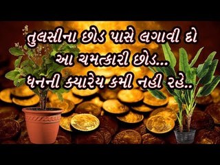 તુલસીના છોડ પાસે લગાવી દો આ ચમત્કારી છોડ...ધનની ક્યારેય કમી નહી રહે