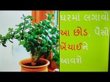 ઘરમા લગાવો આ છોડ, ચમકી જશે તમારુ નસીબ - Tips for Money