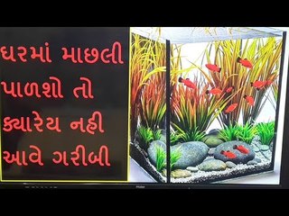 જે ઘરમાં હોય છે એકવેરિયમ, ત્યા સુખ સમૃદ્ધિનો સદા રહે છે વાસ - Benefits Of Aquarium