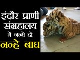 इंदौर प्राणी संग्रहालय में जन्मे दो नन्हे बाघ