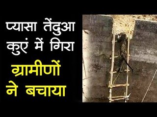 प्यासा तेंदुआ कुएं में गिरा, ग्रामीणों ने बचाया || live rescue of leopard
