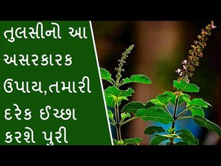 તુલસીનો આ ઉપાય તમારી મોં માંગી ઈચ્છા કરશે પૂરી