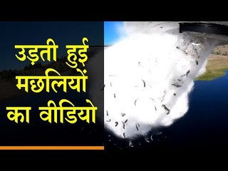 आसमान में उड़ती दिखीं हजारों मछलियां, सोशल मीडिया पर VIRAL हुआ VIDEO