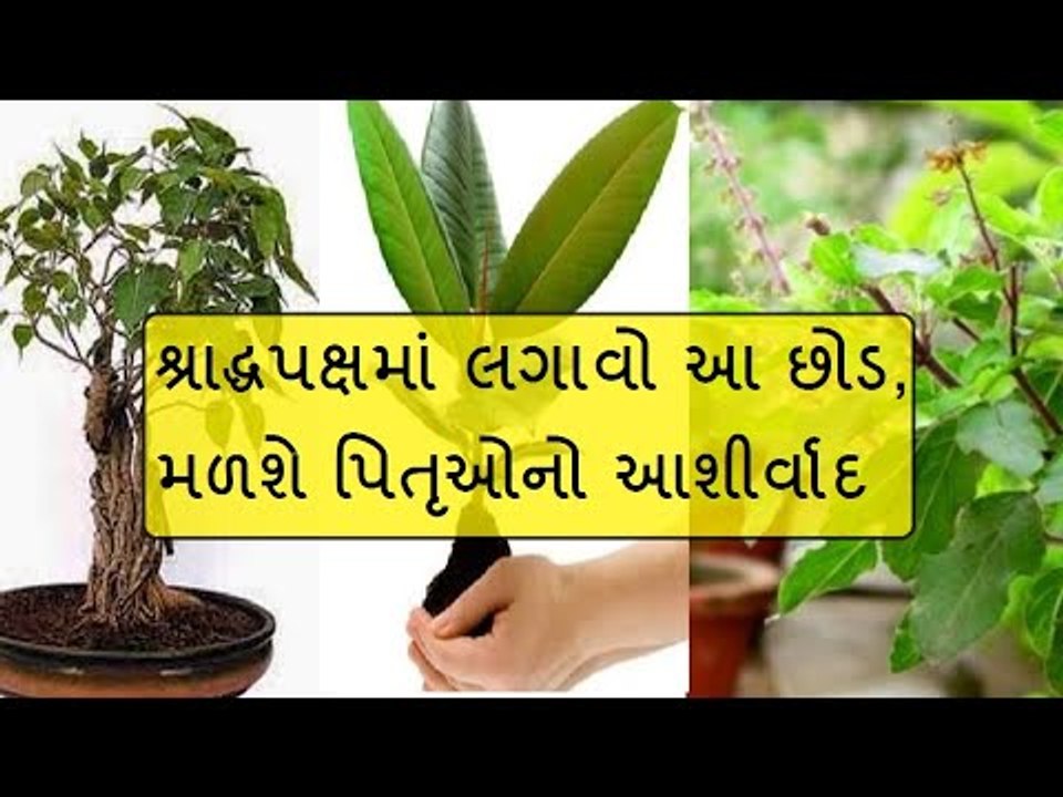 પિતૃઓને પ્રસન્ન કરવા માંગો છો તો શ્રાદ્ધપક્ષમાં લગાવો આ છોડ
