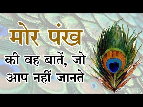 मोर पंख की वह बातें, जो आप नहीं जानते