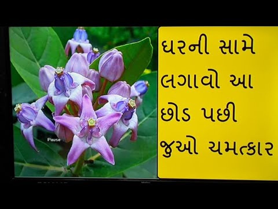 ઘરની સામે હશે આ છોડ તો તાંત્રિક અવરોધથી બચ્યા રહેશો