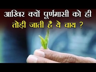 पूर्णमासी की रात ही तोड़ी जाती है यह चाय पत्ती, सुबह से पहले हो जाती है पैक