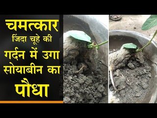 चमत्कार, जिंदा चूहे की गर्दन में उगा सोयाबीन का पौधा, देखने उमड़ी भीड़