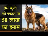 इस कुत्‍ते को जिंदा या मुर्दा लाने वाले व्यक्ति को 50 लाख का इनाम